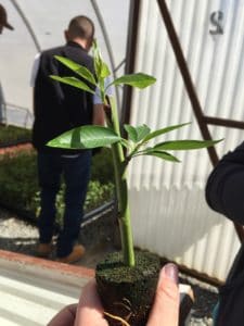Budding - Successful Graft