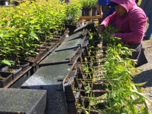 Budding - Budding Fruit Trees