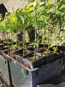 Budding - Budded Trees