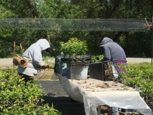 Budding - Budding Fruit Trees