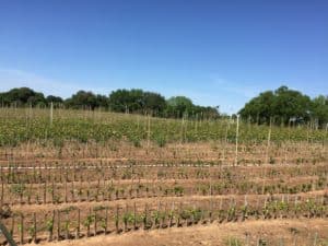 Budding - Field full of Budded Fruit Trees