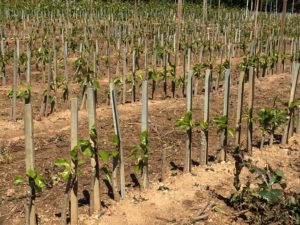 Budding - Growing Budded Trees Outside with Grow Straights