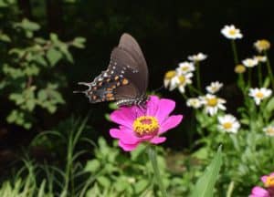 Sexual Propagation - Insect Pollination