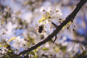 Sexual Propagation - Insect Pollination