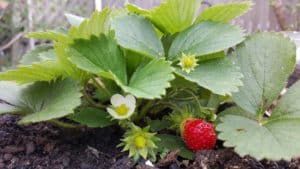 Sexual Propagation - Insect Pollination