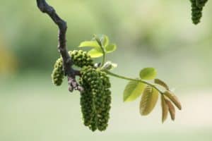Sexual Propagation - Walnut Flower Pollination