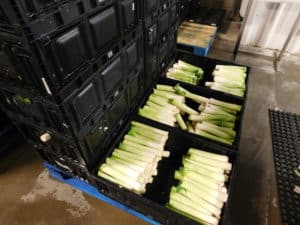 Leek Processing - Trimmed Leeks