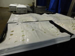 Processing - Trimmed Leeks