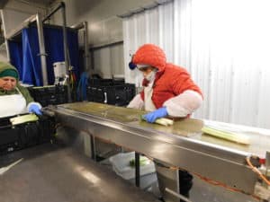 Leek Processing - Packaging Step