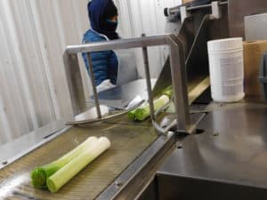 Leek Processing - Packaging Step