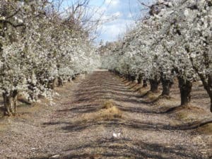 Fresno County Blossom Trail - Plum Orchard