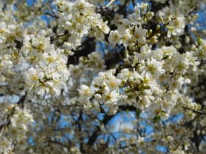 Fresno County Blossom Trail - Plum Blossoms