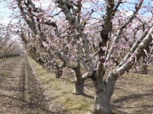 Fresno County Blossom Trail - Peach Orchard