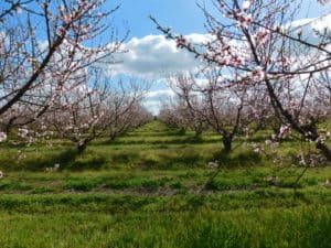 Fresno County Blossom Trail - Organic Peach Orchard