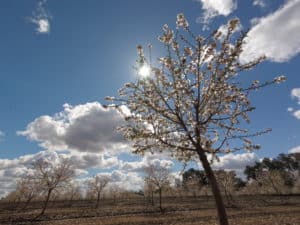 Fresno County Blossom Trail - Apricot Orchard