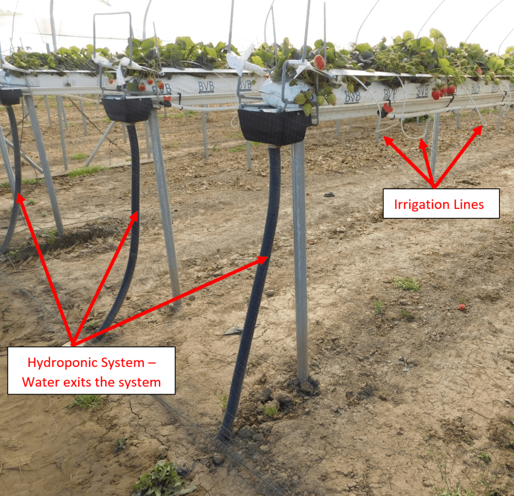 Photo of a hydroponic strawberry system, showing how water exits the system and the irrigation lines.