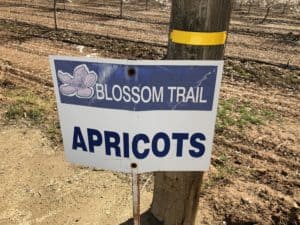 Fresno County Blossom Trail - Apricot Orchard Sign