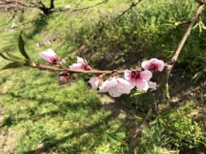 Fresno County Blossom Trail - Peach Blossoms