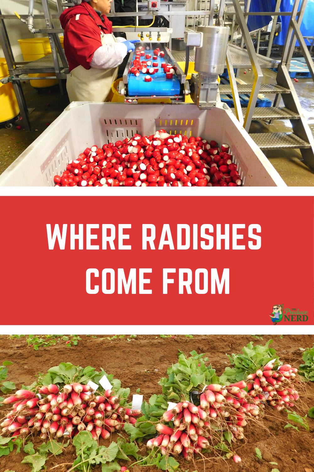 Read more about the article Radish Harvest & Processing