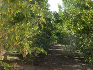 Walnut Orchard