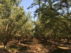 Almond Orchard