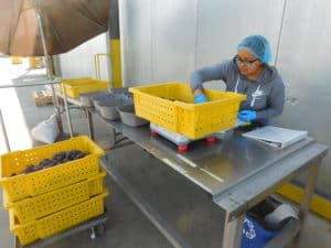 Fresh Fig Packing - Initial Quality Control