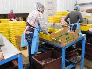 Fresh Fig Packing - Sorting & Packing