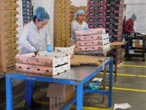 Fresh Fig Packing - Box Formation