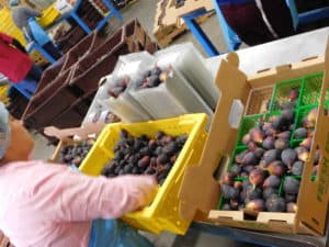 Fresh Fig Packing - Sorting & Packing