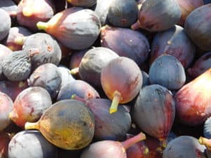 Freshly Harvested Figs with Latex