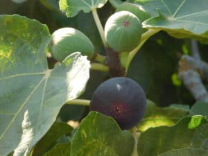 How Figs Grow