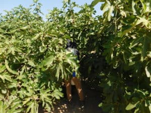 Harvesting Fresh Figs