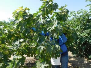 Harvesting Fresh Figs