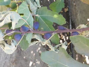 How Figs Grow