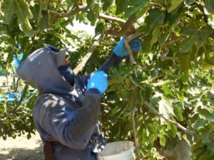Harvesting Fresh Figs