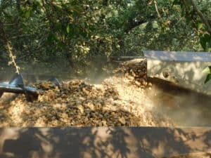 Almond Harvesting - Transfer of Harvested Almonds from Harvester to Shuttle