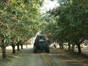 Almond Harvesting - Harvesting