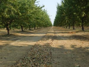 Almond Harvesting - Sweeping