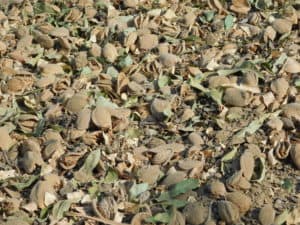 Almond Harvesting - Sweeping