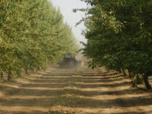 Almond Harvesting - Sweeping