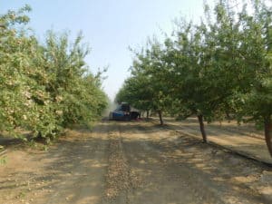 Almond Harvesting - Sweeping