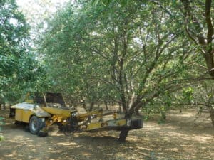 Almond Harvesting - Shaking Machine