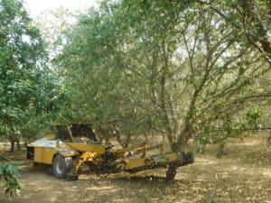 Almond Harvesting - Shaking Machine