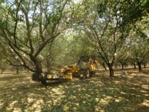 Almond Harvesting - Shaking Machine