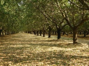 Almond Harvesting - Shaking the Tree