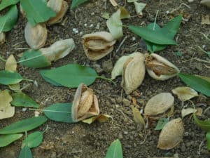Almond Harvesting - Shaking the Tree