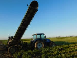 Basil Harvesting Machine