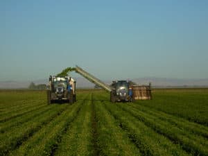 Basil Harvesting Machine