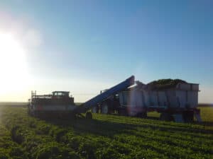 Basil Harvesting Machine