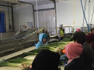 Leek Packing - Removal of Outer Leaf Sheaths